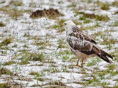  Mäusebussard (Buteo buteo)