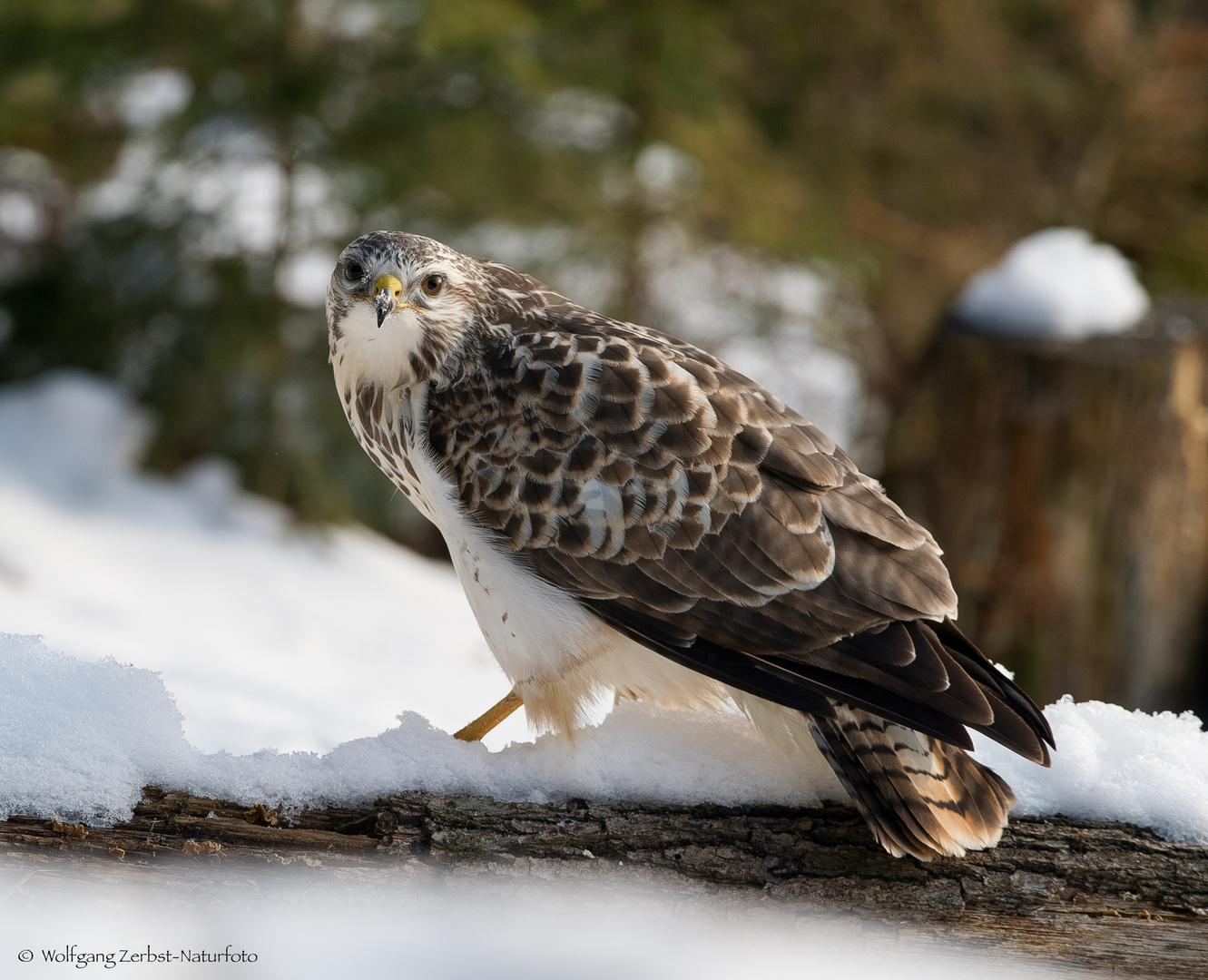  - MÄUSEBUSSARD -  ( Buteo buteo )