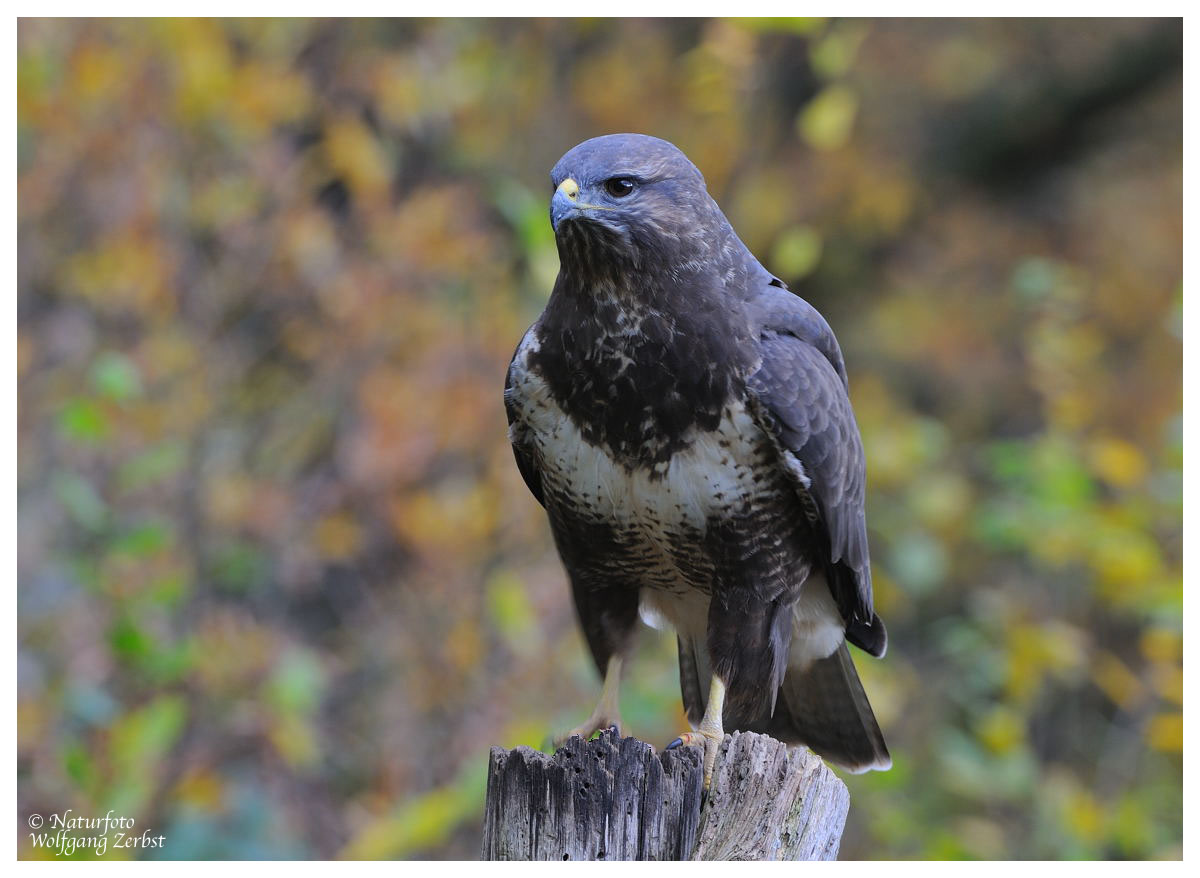 ---Mäusebussard ---- ( Buteo buteo )