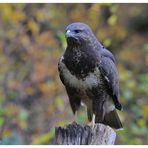 ---Mäusebussard ---- ( Buteo buteo )