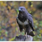 ---Mäusebussard ---- ( Buteo buteo )