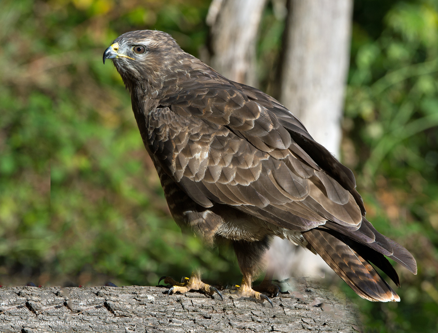 --- Mäusebussard ---   ( Buteo buteo )