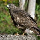 --- Mäusebussard ---   ( Buteo buteo )