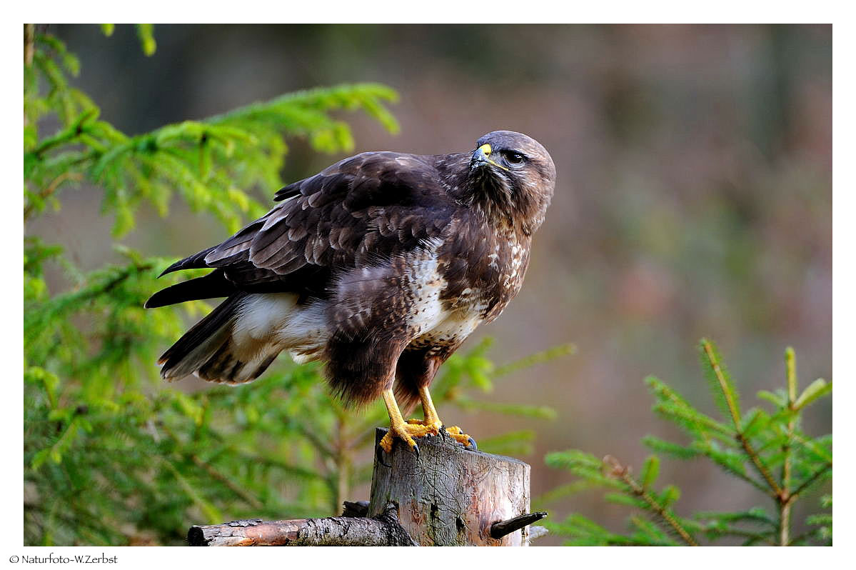 -- Mäusebussard -- ( Buteo buteo )