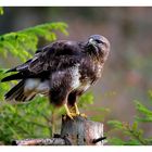 -- Mäusebussard -- ( Buteo buteo )