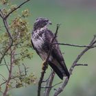 Mäusebussard (Buteo buteo)   -1-