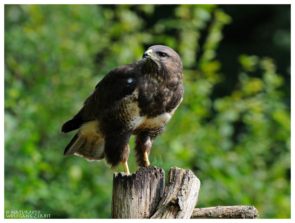 ---- Mäusebussard ---- ( Buteo buteo )