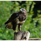 ---- Mäusebussard ---- ( Buteo buteo )