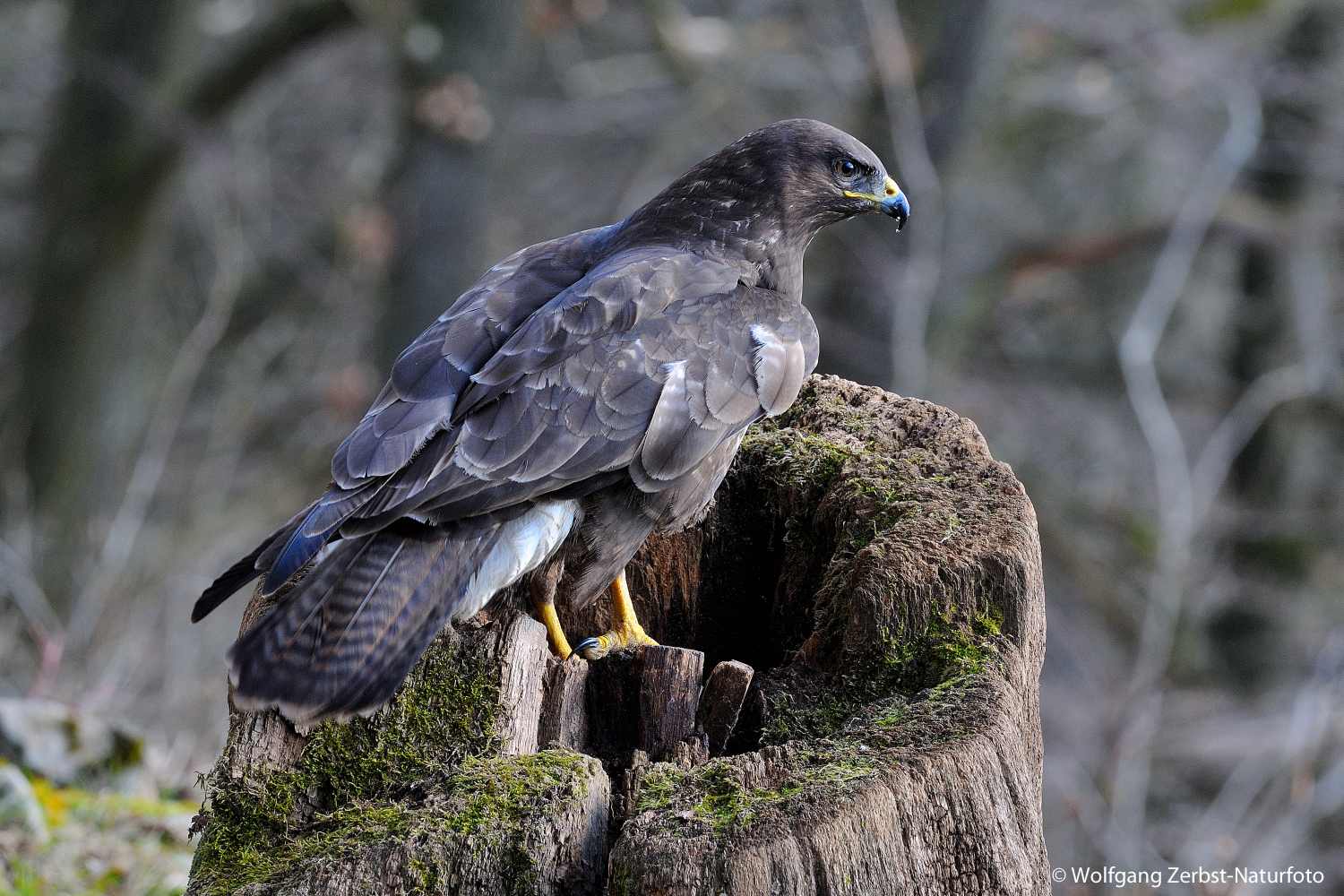 --- Mäusebussard ---          ( Buteo buteo )