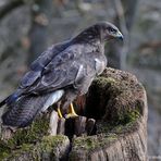 --- Mäusebussard ---          ( Buteo buteo )