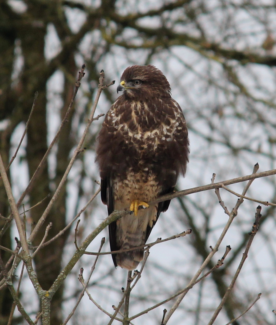 Mäusebussard (Buteo buteo)