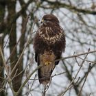 Mäusebussard (Buteo buteo)