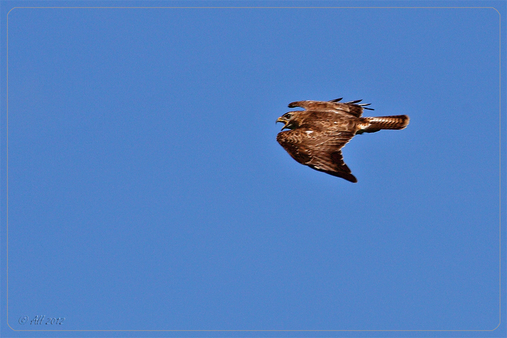 Mäusebussard (Buteo buteo)