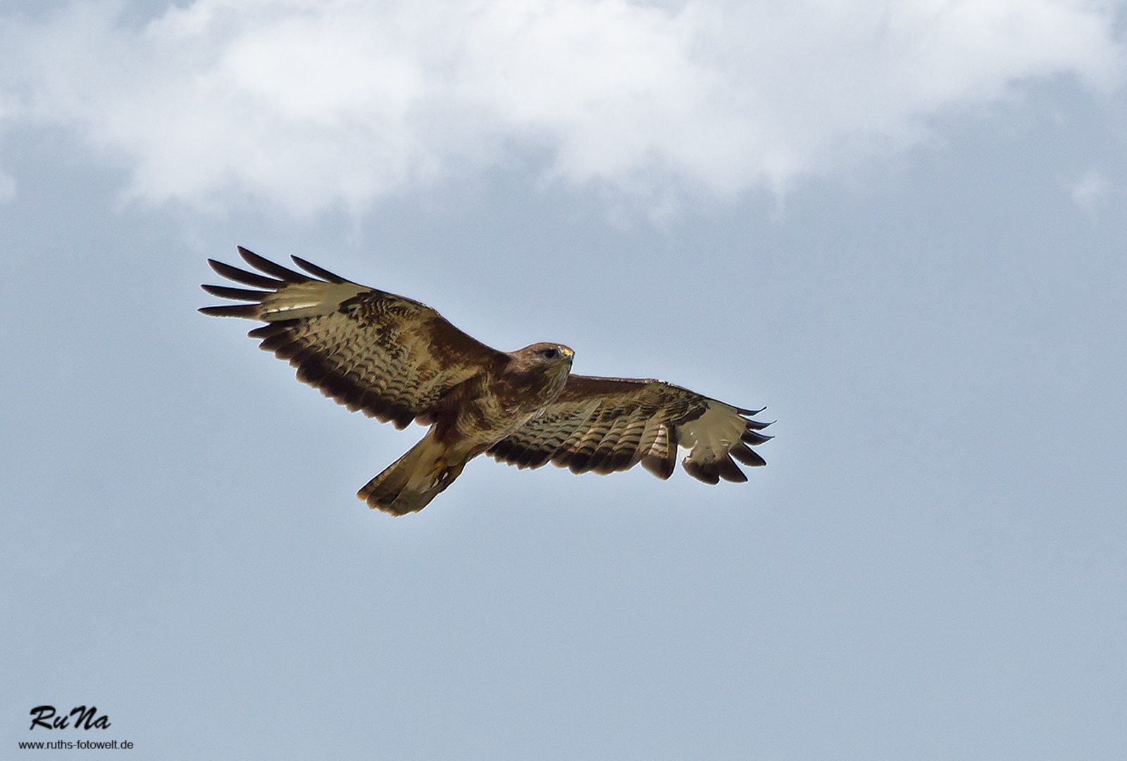 Mäusebussard - Buteo buteo