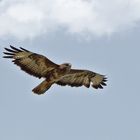 Mäusebussard - Buteo buteo