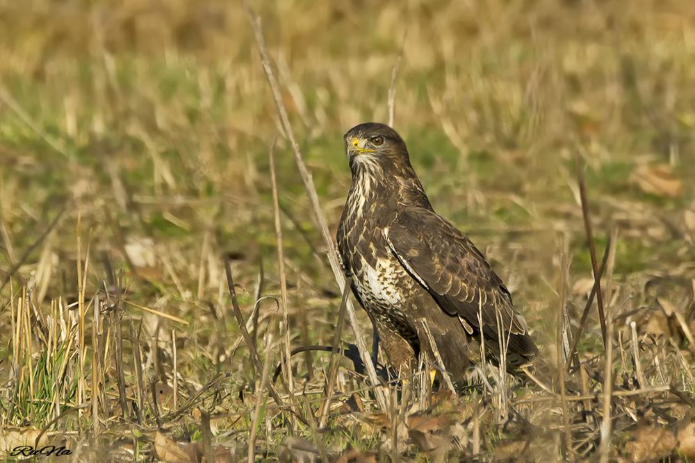 Mäusebussard - Buteo buteo ...17/3