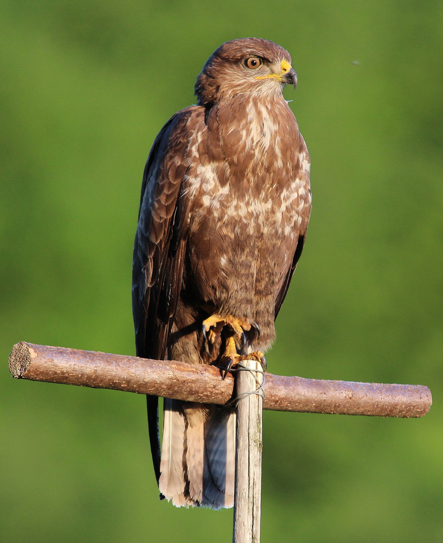 Mäusebussard (Buteo buteo)