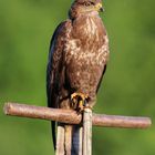 Mäusebussard (Buteo buteo)