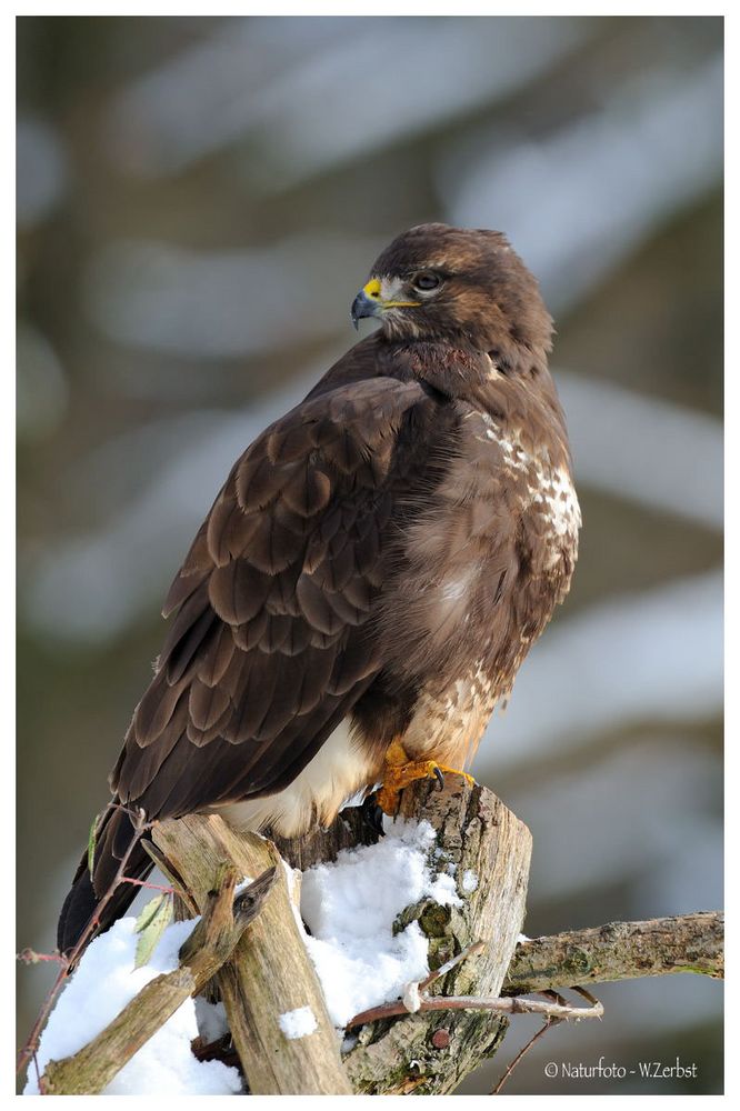 + Mäusebussard * ( Buteo buteo )