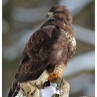 + Mäusebussard * ( Buteo buteo )