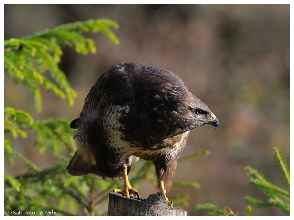 -- Mäusebussard -- ( Buteo buteo )