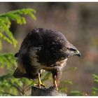 -- Mäusebussard -- ( Buteo buteo )