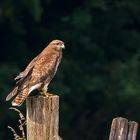 Mäusebussard - Buteo buteo