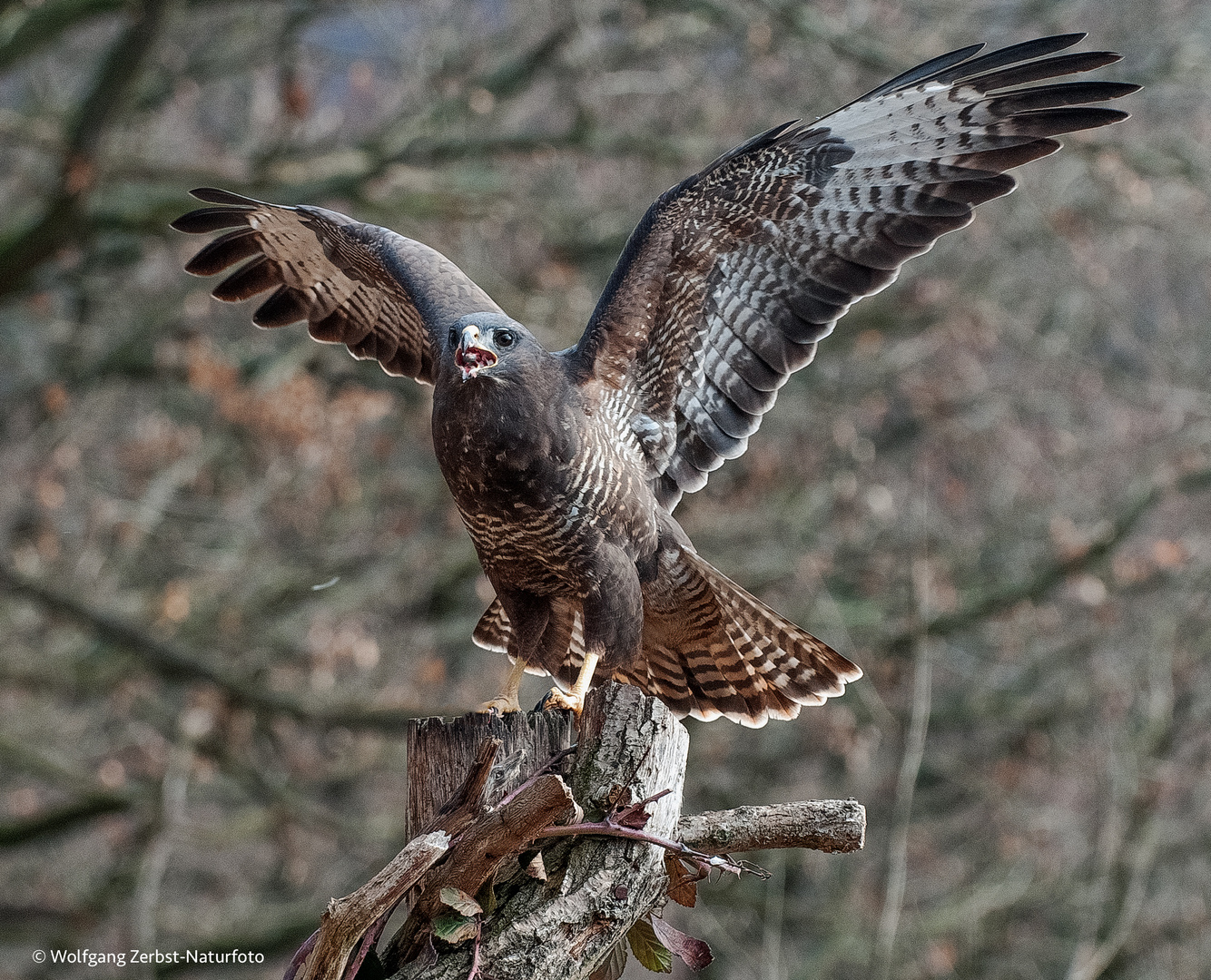 - Mäusebussard - ( Buteo buteo )