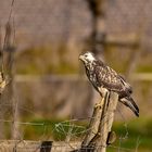 Mäusebussard - Buteo buteo