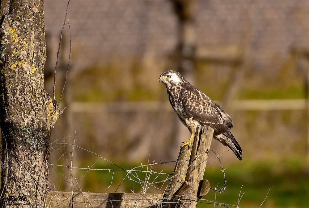 Mäusebussard - Buteo buteo