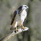 --- Mäusebussard ---   ( Buteo buteo )