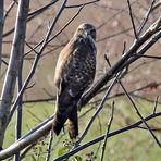 Mäusebussard (Buteo buteo)  -2-