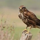 Mäusebussard (Buteo buteo) 2