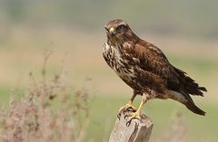 Mäusebussard (Buteo buteo) 2