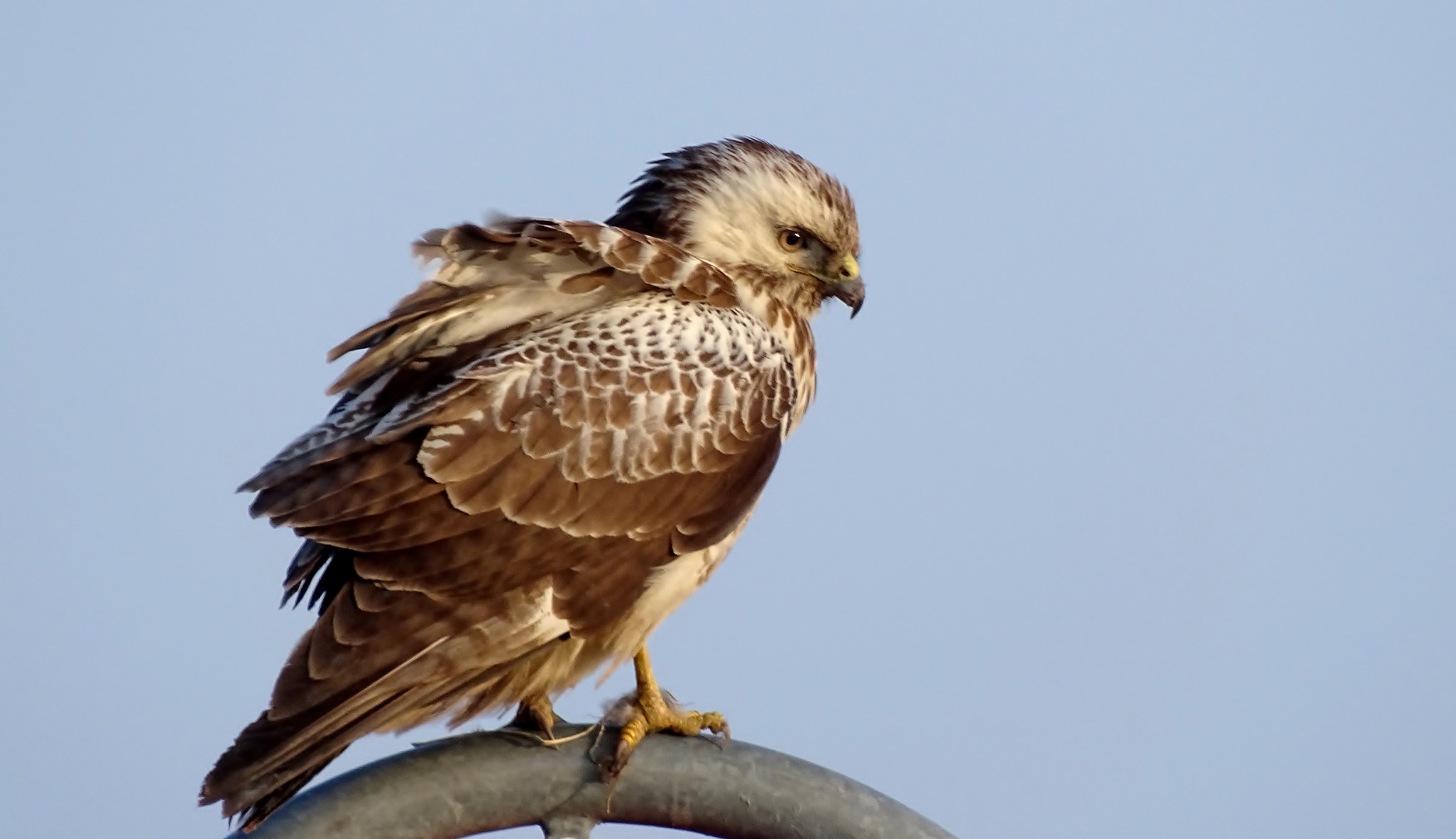 Mäusebussard (Buteo buteo) (2)...