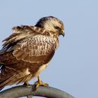 Mäusebussard (Buteo buteo) (2)...