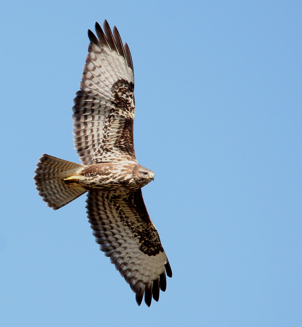 Mäusebussard (Buteo buteo)