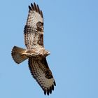 Mäusebussard (Buteo buteo)