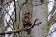 Mäusebussard - Buteo buteo