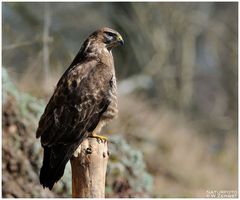 - Mäusebussard - ( Buteo buteo )