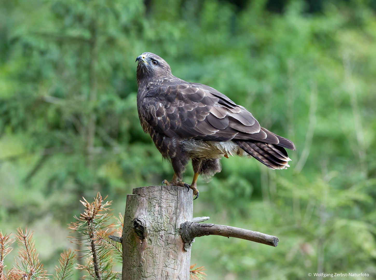   - Mäusebussard -  ( Buteo buteo )