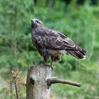   - Mäusebussard -  ( Buteo buteo )