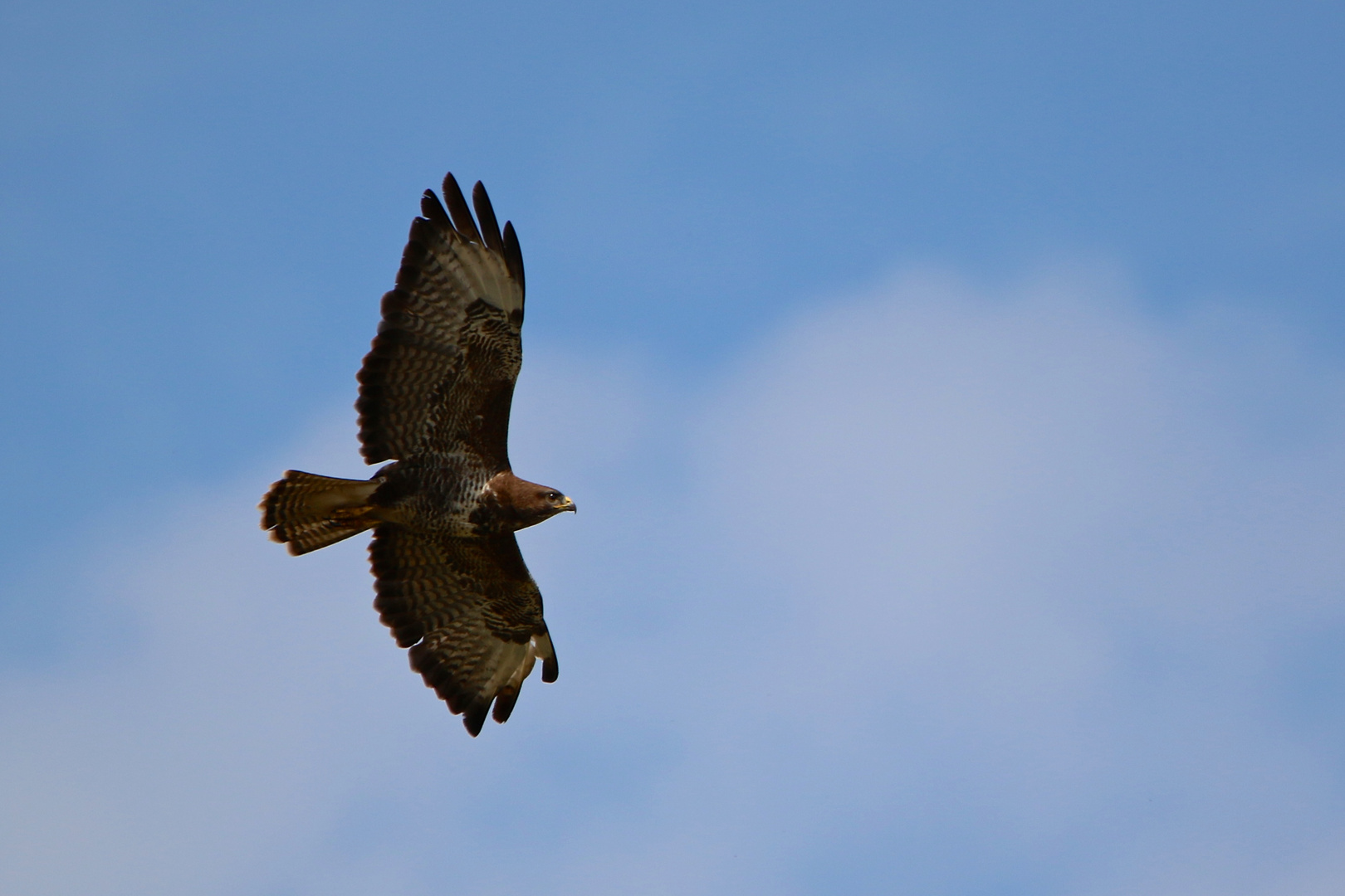 Mäusebussard [Buteo buteo]