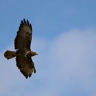 Mäusebussard [Buteo buteo]