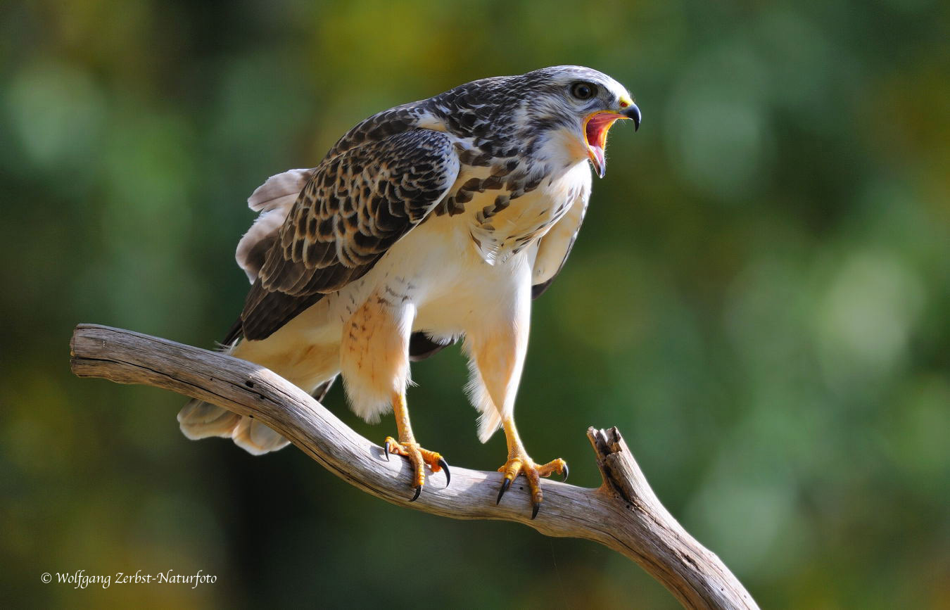 --- Mäusebussard --- ( Buteo buteo )