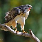 --- Mäusebussard --- ( Buteo buteo )