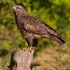 -- Mäusebussard -- ( Buteo buteo )