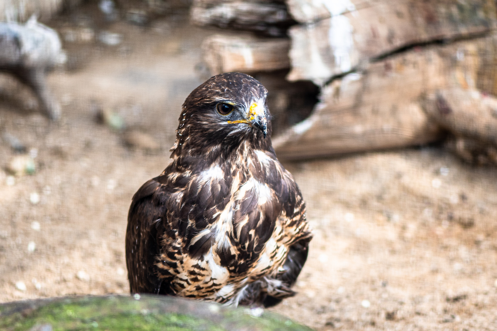 Mäusebussard (Buteo buteo) 