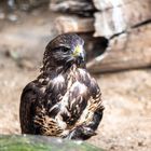 Mäusebussard (Buteo buteo) 