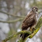 Mäusebussard (Buteo buteo)  